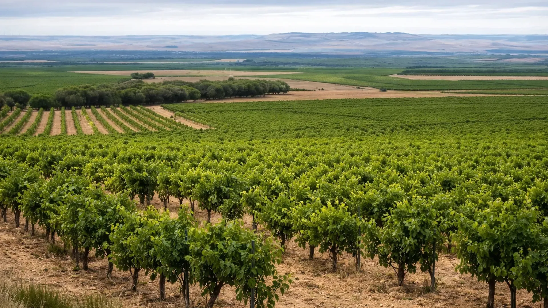 Diversos viñedos en Rueda con un campo verde de fondo. Esta imagen se utiliza para ilustrar una entrada sobre como influye la altitud de los viñedos de Rueda en los vinos.