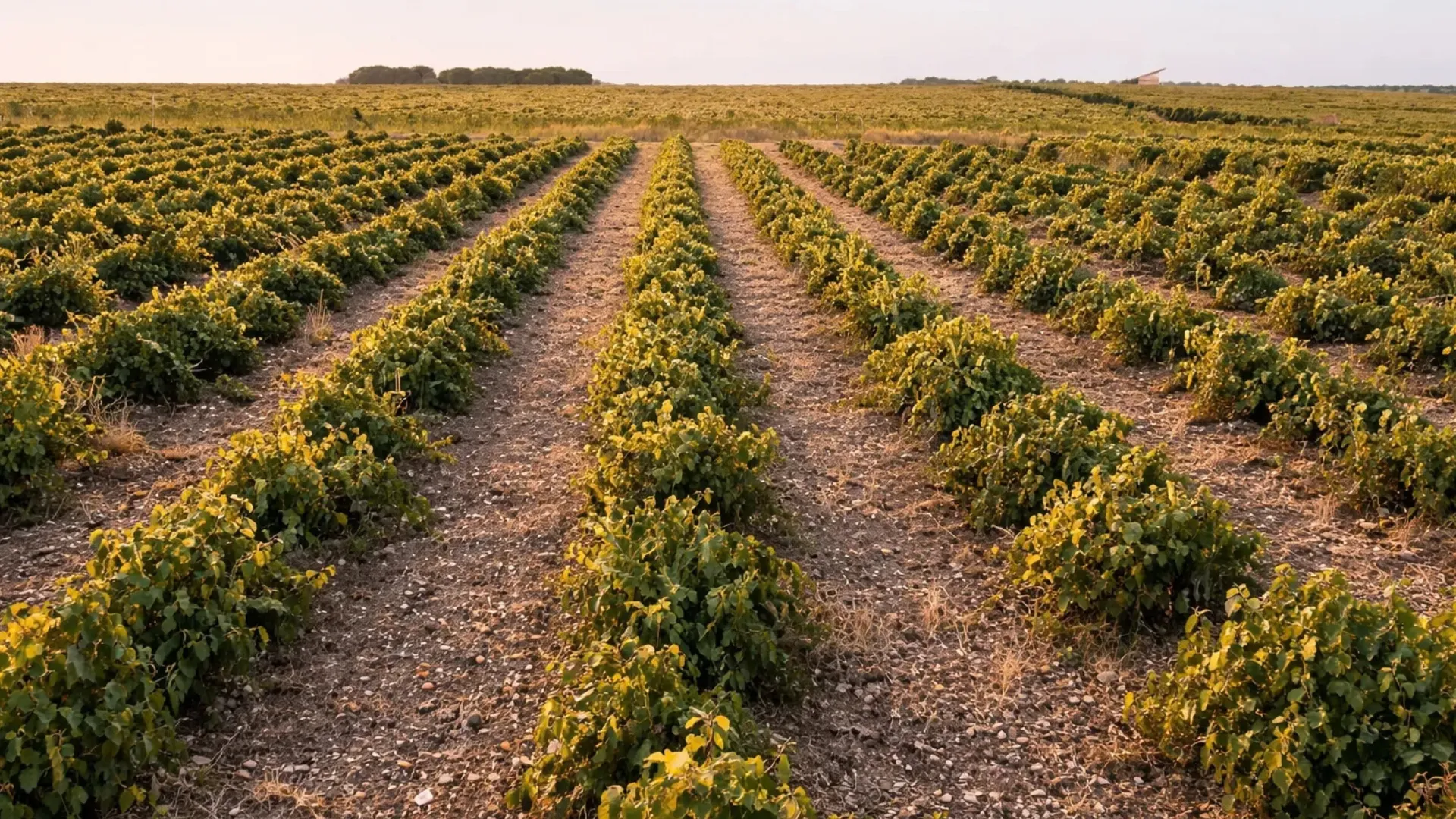 Viñedos de verdejo de Rueda en un día despejado. Esta imagen se utiliza para ilustrar una entrada sobre los diferentes tipos de Verdejo.